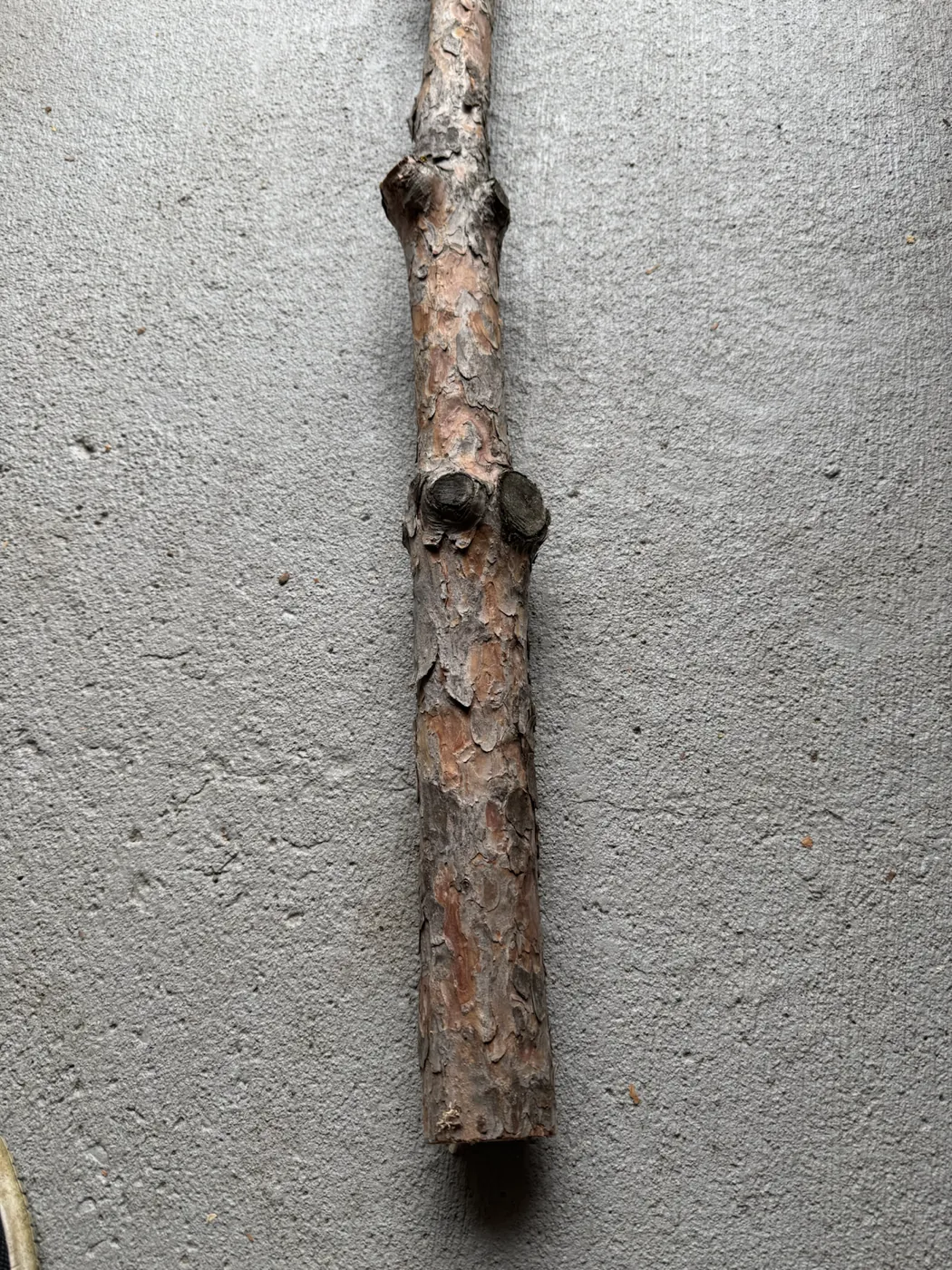 Sentimental pine branch before it was transformed into family keepsakes